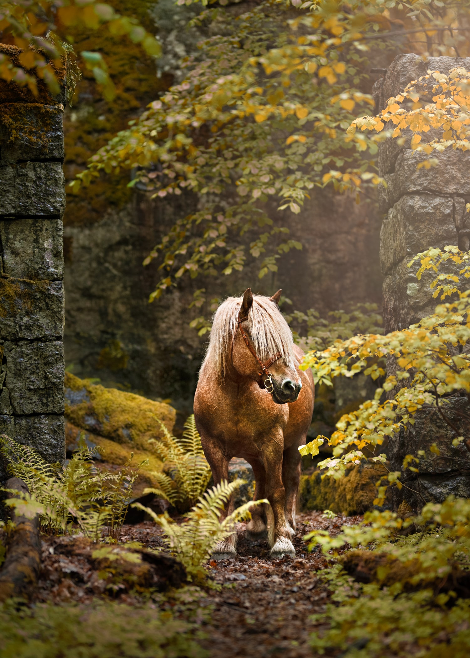 Workshop horse photo Fotograf Maria Lindberg-3