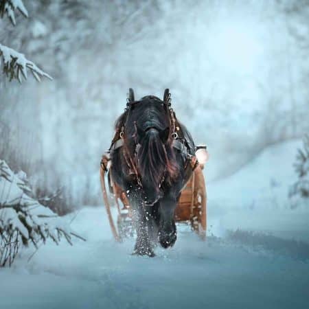 Horse photographer Fotograf Maria Lindberg-2